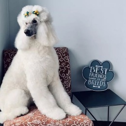 a white dog on a chair