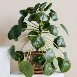 a beautiful coin plant